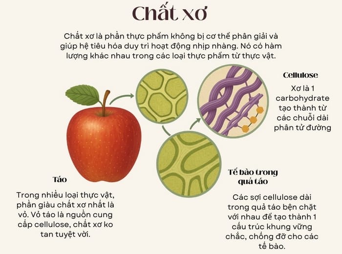 Táo là một  loại trái cây rất giàu chất xơ, tốt với hệ vi sinh đường ruột