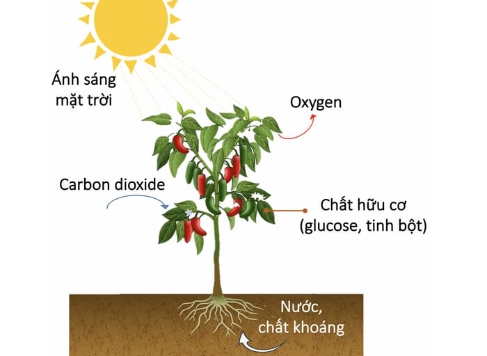 Cây xanh sử dụng khí CO₂ (carbon dioxide) để quang hợp