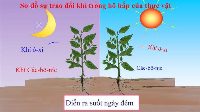 Quá trình quang hợp của cây xanh khác biệt vào ban ngày và ban đêm