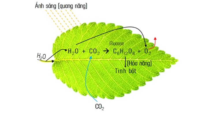 Sơ đồ phản ứng quang hợp của cây xanh