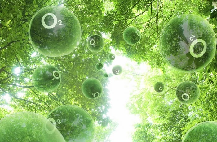 Nhờ có CO₂, cây mới có thể quang hợp để tạo ra lương thực dồi dào và nguồn oxy để con người hô hấp
