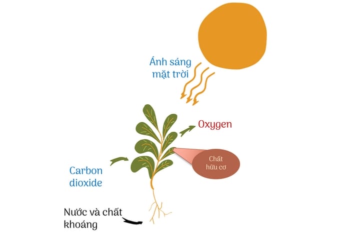 Hiểu rõ các yếu tố ảnh hưởng đến quá trình quang hợp của cây xanh để chủ động điều chỉnh trong nông nghiệp