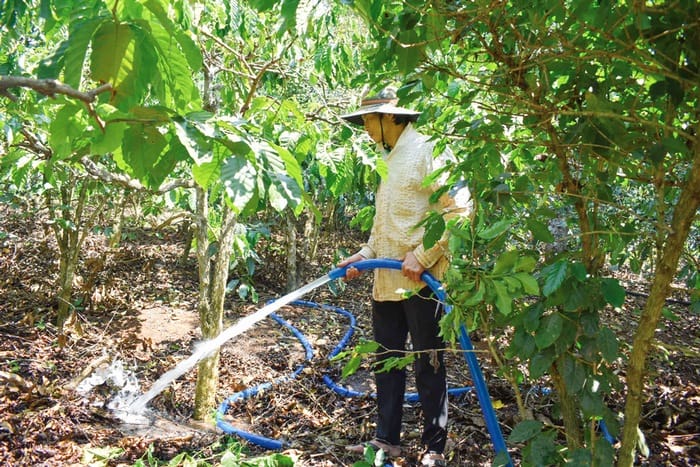 Tưới cây sai thời điểm chỉ lãng phí nước, tốn thêm công sức tưới, chi phí và thời gian để phục hồi cây khô héo