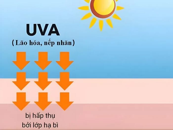 Tia UVA là tia bức xạ có bước sóng dài, có thể khiến da sản sinh melanin gây sẫm màu, rám nắng