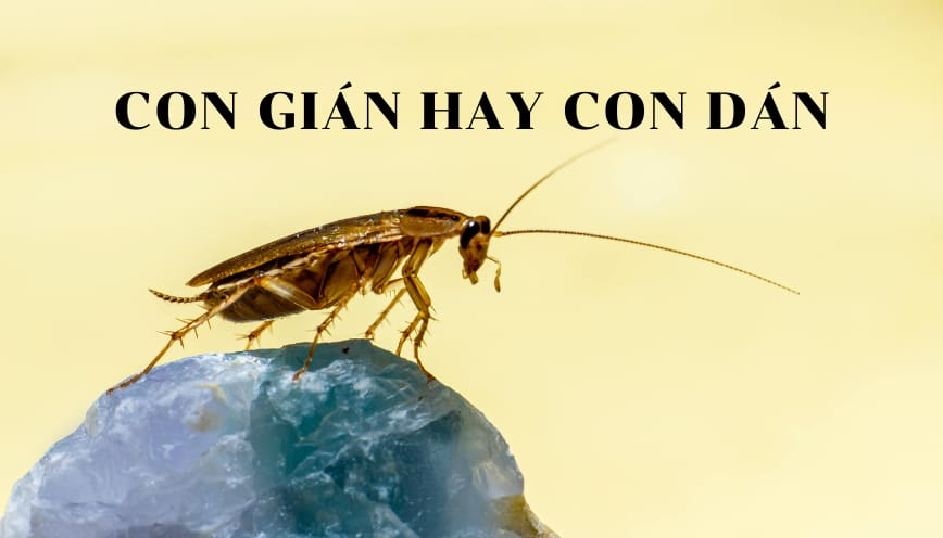 Vì sao nhiều người viết thành con dán?