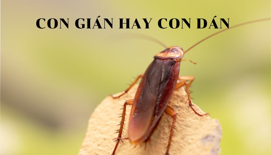 Ý nghĩa và cách dùng của dán