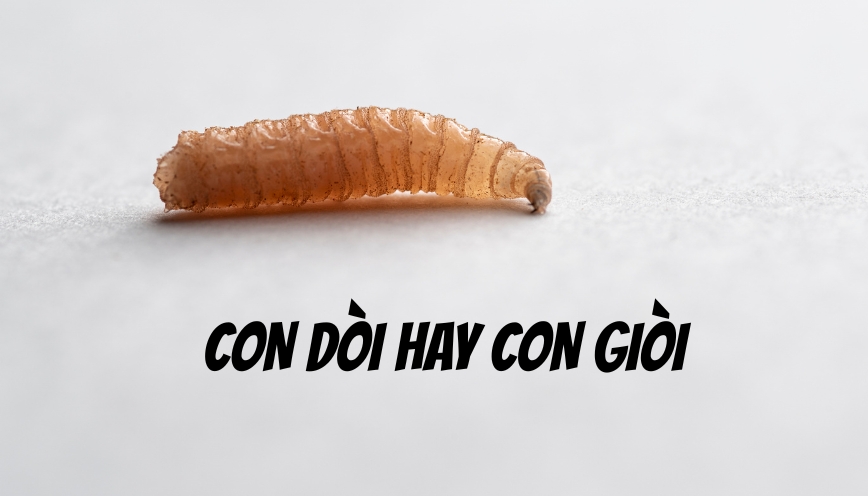 Tại sao con dòi hay con giòi thường gây nhầm lẫn?